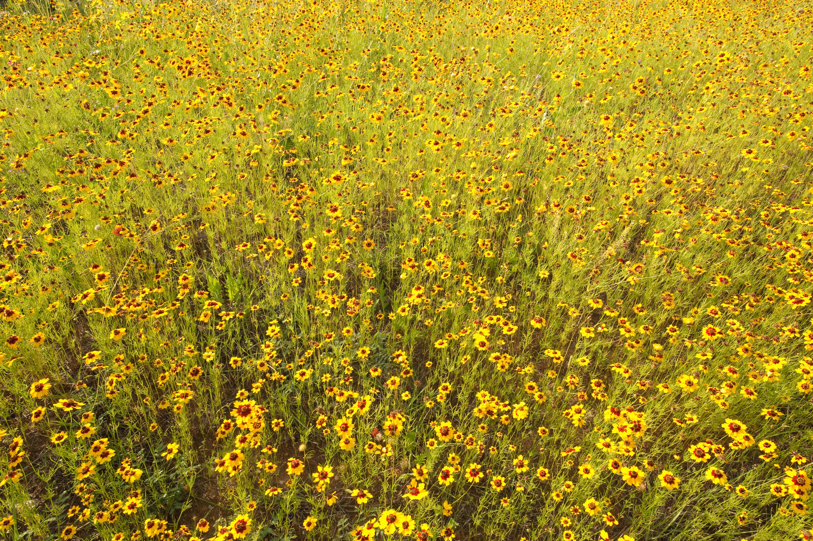 Wildflowers across the rolling Texas Hill Country in spring